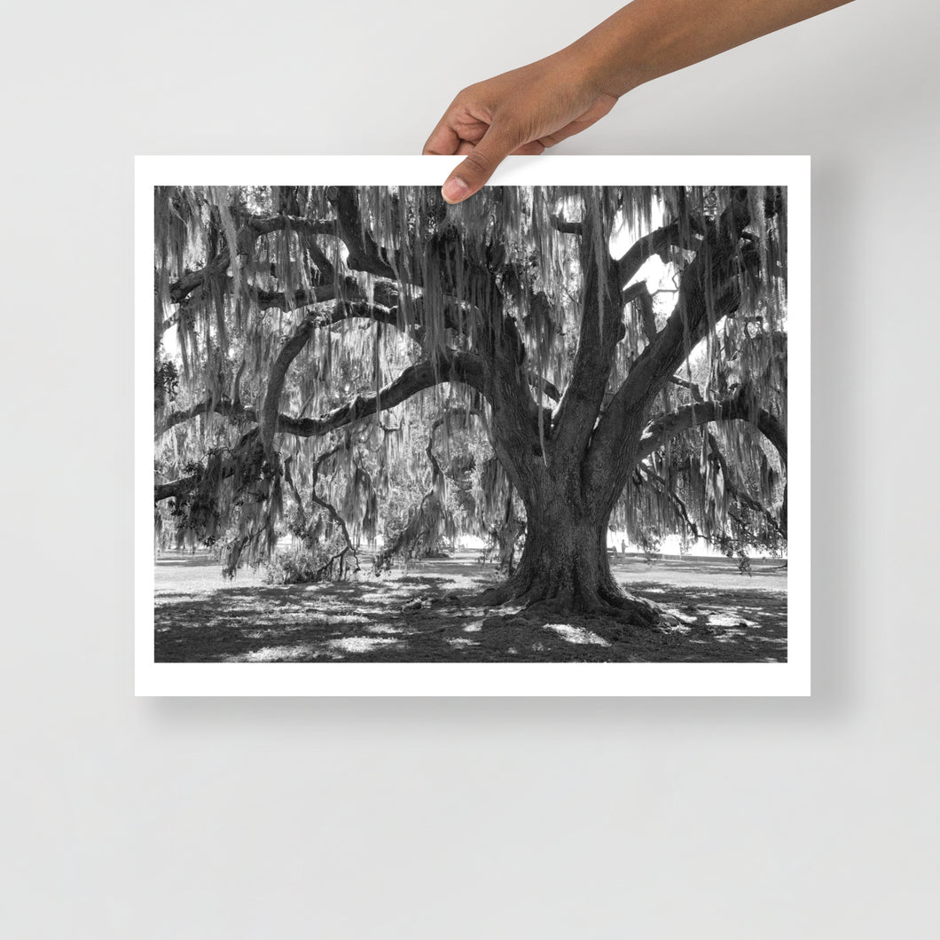 Black and White Lakefront Oak, 16x20 paper, 14 x 19 Image, unframed