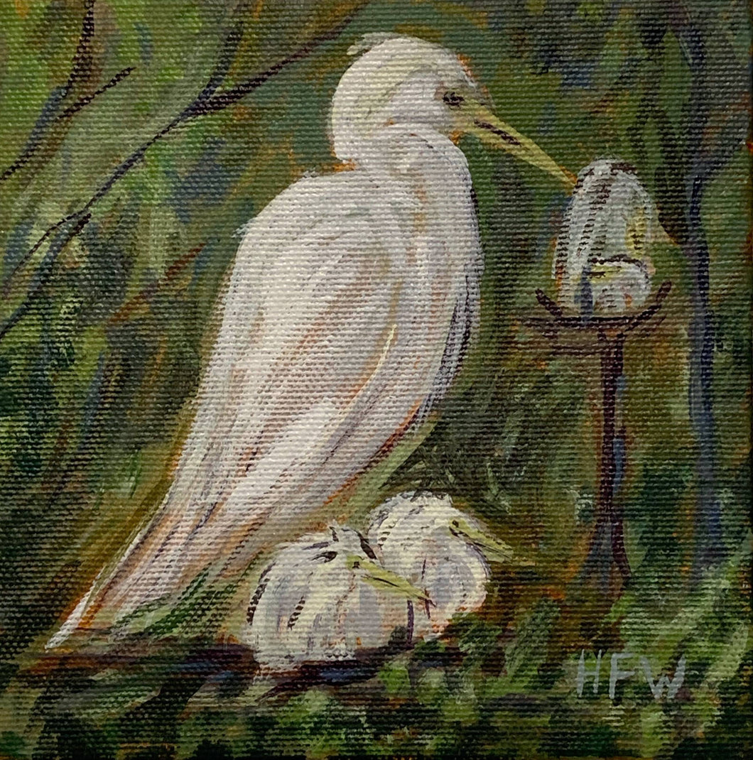 Snowy Egret, 5