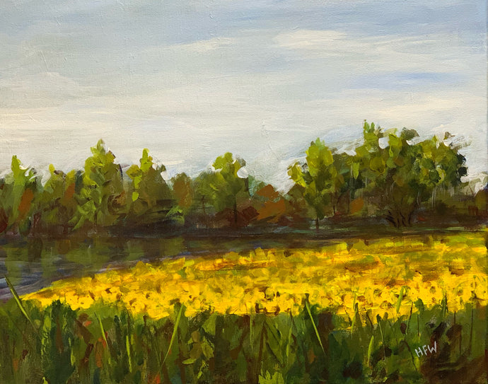 Yellow Wildflowers, 16